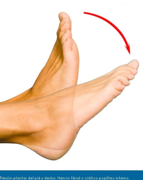 flexión plantar